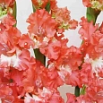 Гладиолус Frizzled Coral Lace