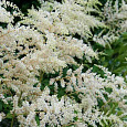 Астильба простолистная White Sensation
