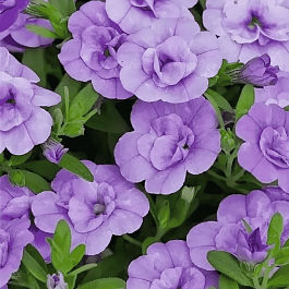 Калибрахоа махровая M.F. Neo Double Light Blue