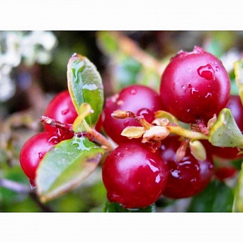 Клюква крупноплодная Франклин