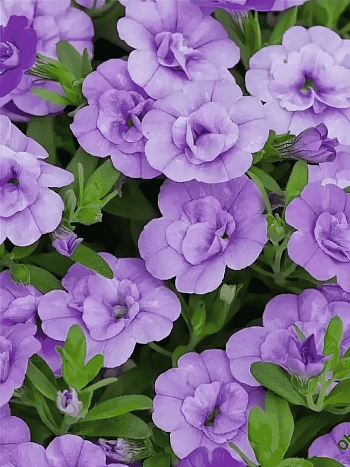 Калибрахоа махровая M.F. Neo Double Light Blue