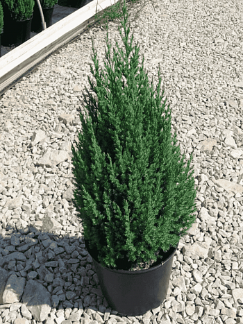 Можжевельник китайский Stricta