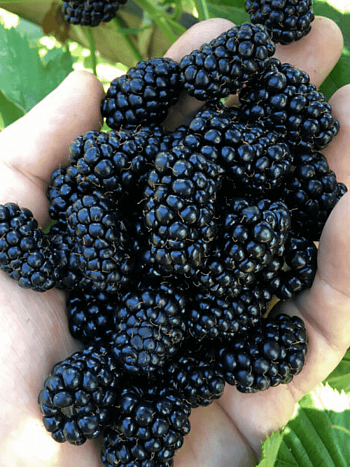 Ежевика садовая Brzezina