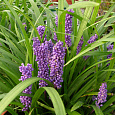 Лириопе мускари Royal Purple