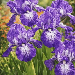 Ирис карликовый Petite Polka