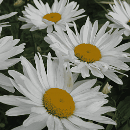 Нивяник наибольший Alaska