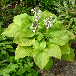 Хоста гибридная Фрайд Бананаз