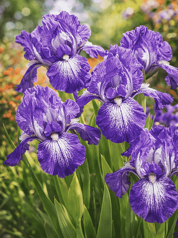 Ирис карликовый Petite Polka