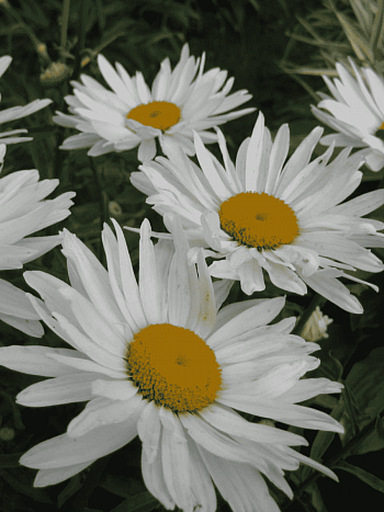 Нивяник наибольший Alaska