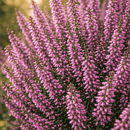 Вереск обыкновенный Lisbeth