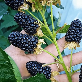 Ежевика садовая Black Gem