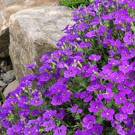 Аубриета Cascade Purple