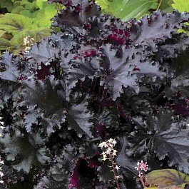 Гейхера Black Taffeta