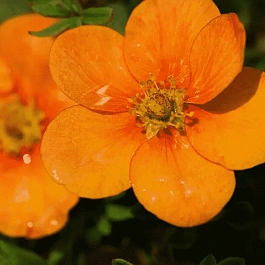 Лапчатка кустарниковая Orange Star