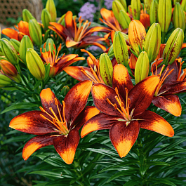 Лилия Tiny Lion