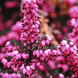 Эрика дарленская Kramer's rote