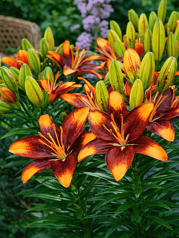 Лилия Tiny Lion