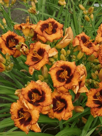 Лилейник Madeline Nettles Eyes