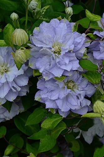 Клематис крупноцветковый Даймонд Болл