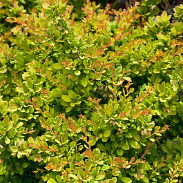 Барбарис Тунберга Сенсейшн