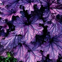 Гейхера Forever Purple