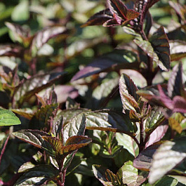 Мята Шоколад