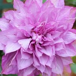 Клематис гибридный Proteus