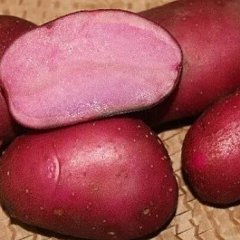 Картофель семенной Сюрприз