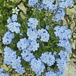 Незабудка альпийская Victoria Hellblau