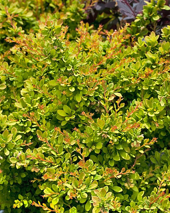 Барбарис Тунберга Сенсейшн