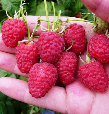 Малина традиционная Награда