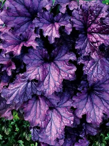 Гейхера Forever Purple