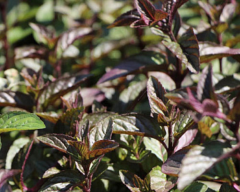 Мята Шоколад