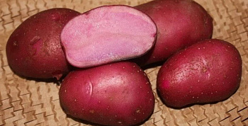 Картофель семенной Сюрприз