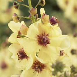 Коровяк (Вербаскум) гибридный Джеки ин Йеллоу