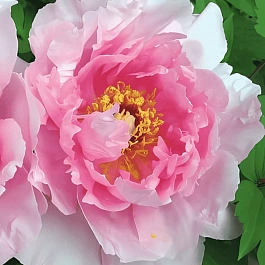 Пион Древовидный  Cun song ying