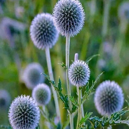 Мордовник обыкновенный Blue comet