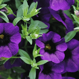 Калибрахоа Aloha Kona Midnight Blue