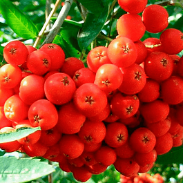 Рябина сладкоплодная Невежинская