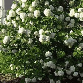 Калина обыкновенная Бульденеж