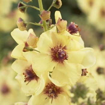 Коровяк (Вербаскум) гибридный Джеки ин Йеллоу