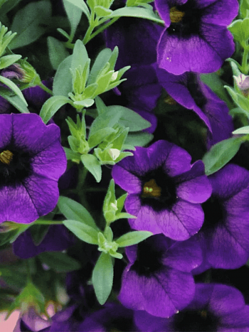 Калибрахоа Aloha Kona Midnight Blue