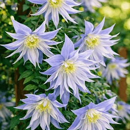 Клематис гибридный Maidwell Hall