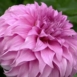 Георгина Декоративная Вассио Меггос