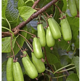 Актинидия коломикта Сладкая палочка