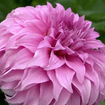 Георгина Декоративная Вассио Меггос