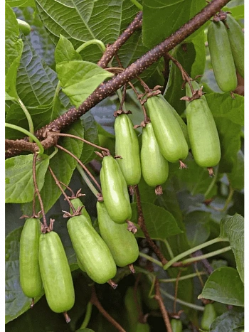 Актинидия коломикта Сладкая палочка