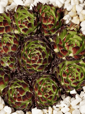 Молодило гибридное Fimbriatum