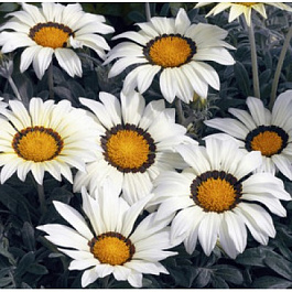 Газания Кисс Вайт