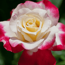 Роза чайно-гибридная  Double Delight